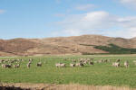 Plenty of Sheep