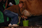 Pam Milks a Cow