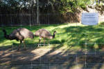 Emus