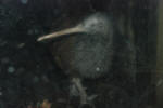 Real Deal: A Kiwi