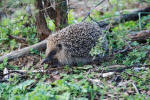 Porcupine