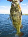 Peacock Bass