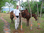 Horses