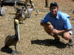 Friendly Pelicans