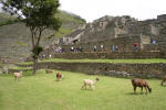 Llamas Grazing