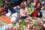 Plenty of Vegetables