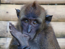 Macaque Monkey