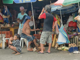 Chickens for Sale