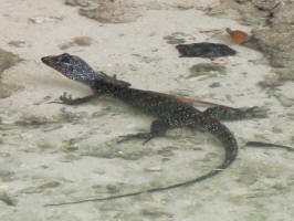 Water Monitor Lizard