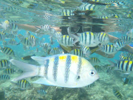 Swimming With Tropical Fish