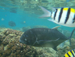 Swimming With Jackfish