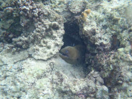 Moray Eel