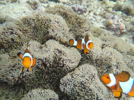 Found: Multiple Nemos!