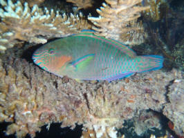 Parrot Fish