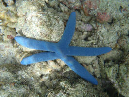 Blue Sea Star