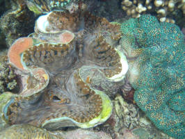 Giant Clams