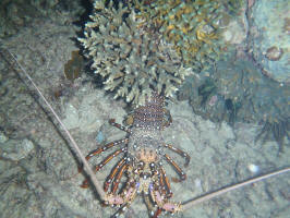 Lobster