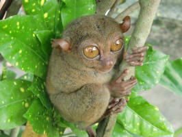 Philippine Tarsier