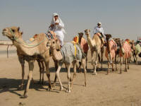 Camels of All Sizes