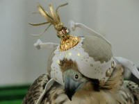 Falcon Hood