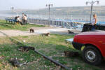 Stray Dogs