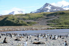 Thousands of Birds