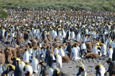 A Big Crowd