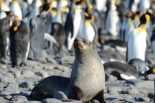 Fur Seal