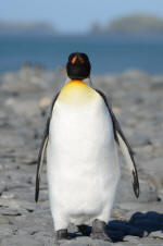 King Penguin