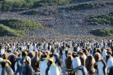 Crowded Colony