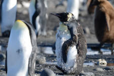Moulting