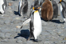 A King Walking