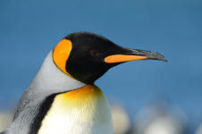 Close-up of King