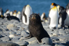 Baby Fur Seal