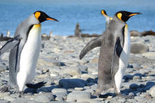 Follow the Leader
