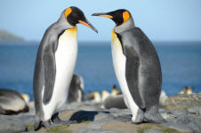 A Penguin Conversation
