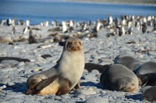 Seals on the Beach