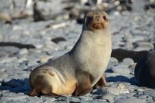 Fur Seal
