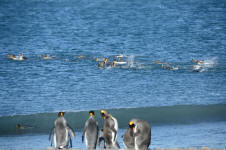 Penguins Swimming