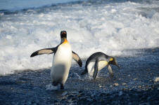 Coming in from a Swim