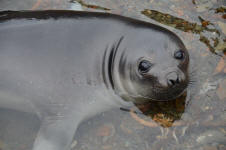Curious Seal