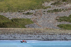 Huge Penguin Colony