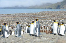 300,000 Penguins