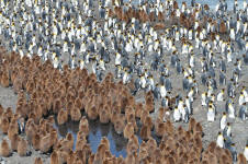 Segregation?