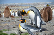 Mating King Penguins