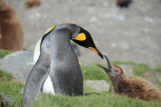 Feeding a Chick
