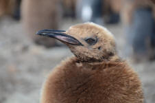 Oakum Close-up