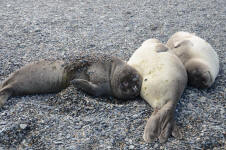 Seal Spa