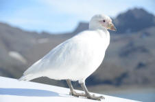 Snowy Sheathbill