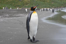 A King Guard